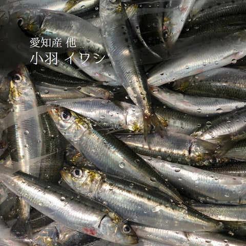 店長のおすすめ:小羽イワシ