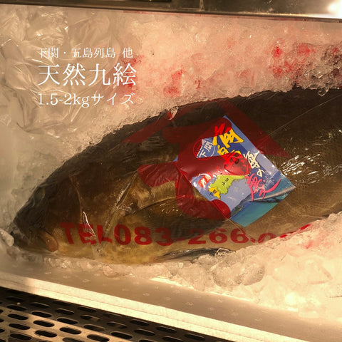 夏に味わう、国産天然クエ