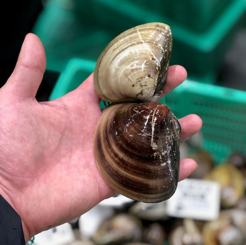 最高級 桑名ハマグリ