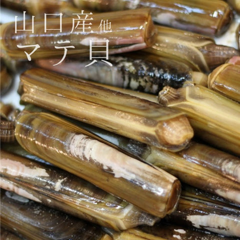 マテ貝 山口 Okawari 鮮魚通販