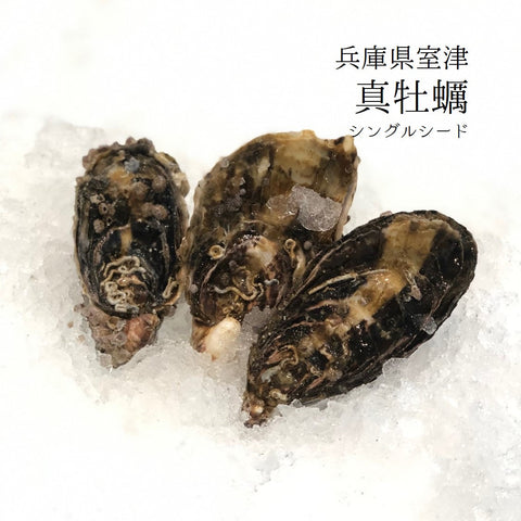 兵庫県室津産 殻付き真牡蠣