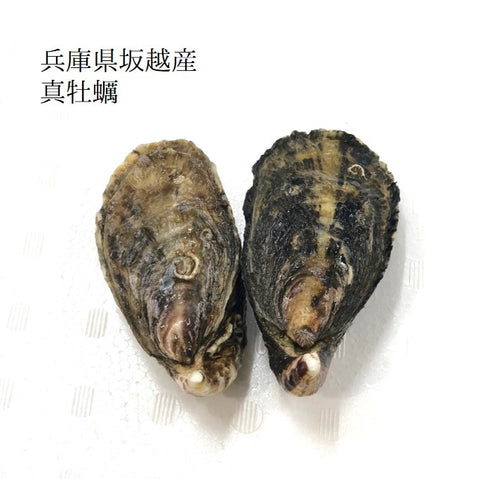 兵庫県坂越産　真牡蠣　豊洲 okawari 鮮魚店　鮮魚通販