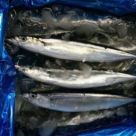 特大サンマ 北海道産 Okawari　鮮魚通販　豊洲直送