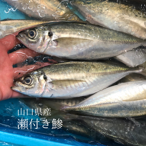 瀬付き鯵　山口　鮮魚通販　豊洲Okawari鮮魚店　