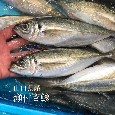 山口県産 瀬付きアジ 200-300g x3尾