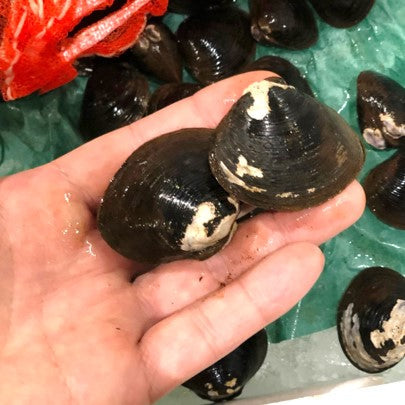 特大しじみ 1kg 殻付き