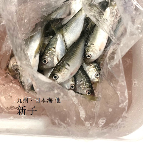 国産 新子100g 丸のまま