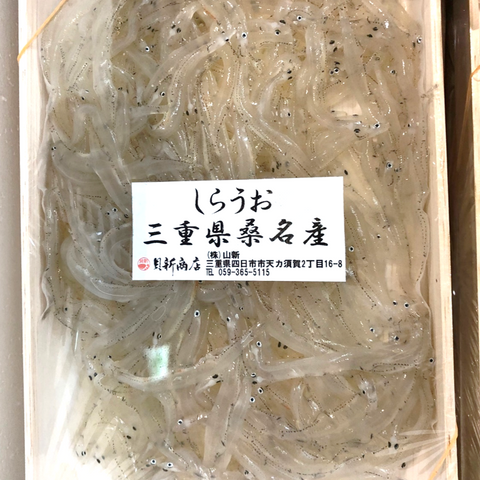 桑名産 白魚
