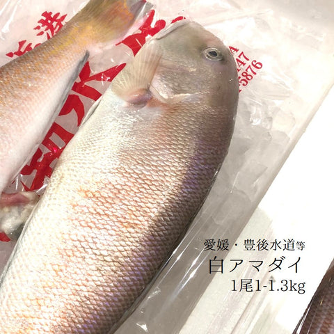 特撰 白アマダイ