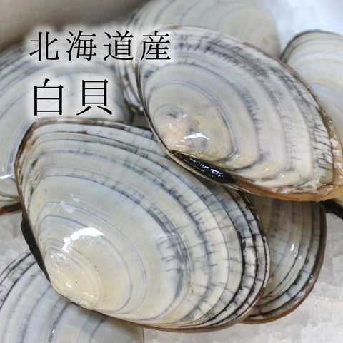 白貝（シロガイ）
