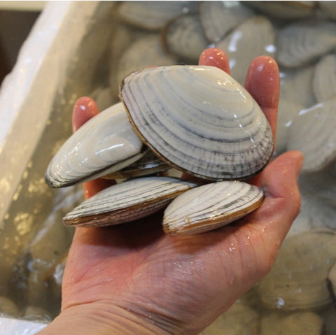白貝　北海道産　シロガイ　おかわり okawari 鮮魚通販 豊洲直送