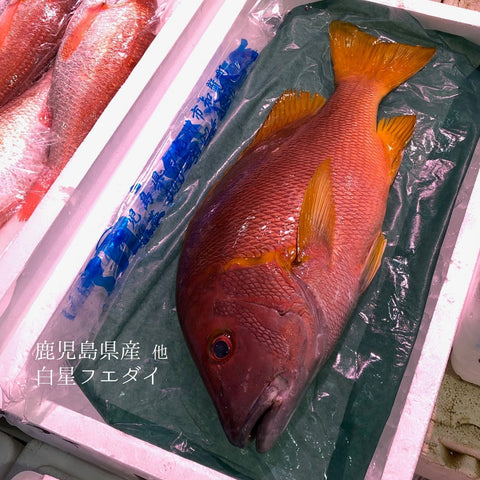 鹿児島産 白星フエダイ