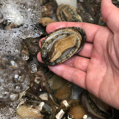 国産トコブシ計500g（サイズ選択）の商品写真｜豊洲Okawari鮮魚店