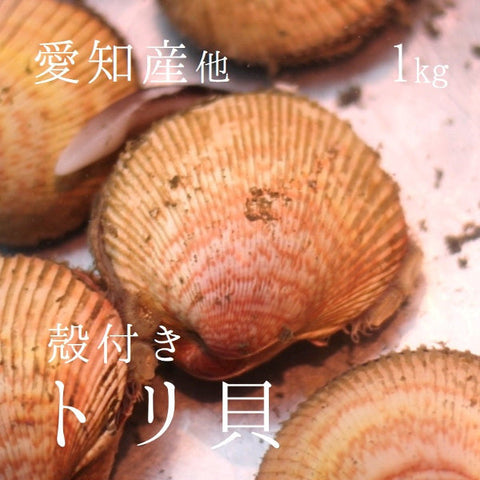 兵庫県淡路島産 天然鳥貝