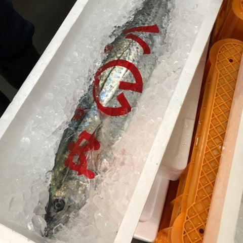三重県 答志島 特選 サワラ okawari 鮮魚通販 豊洲直送
