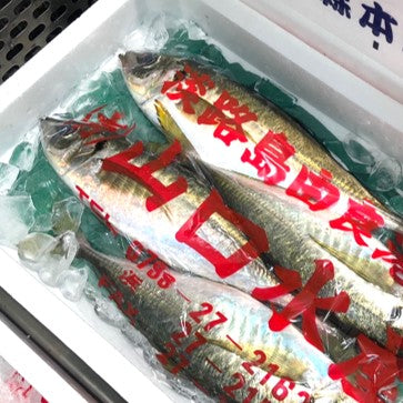 淡路島 由良　特大アジ　マアジ　豊洲直送　Okawari　鮮魚通販