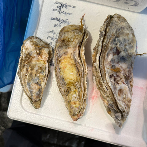 北海道仙鳳趾産 殻付き真牡蠣 サイズ比較