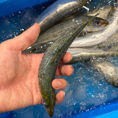 国産 特選イワシ 約100gの魚体