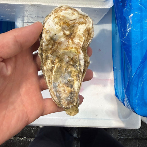 北海道仙鳳趾産 殻付き真牡蠣 個別写真1