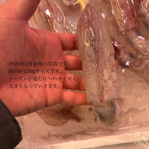 ダルマイカ（剣先イカ 小型・季節サイズ）｜冷蔵・刺身OK
