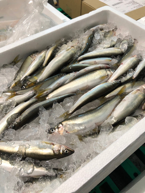 天然特選 稚鮎 琵琶湖 中/大サイズ 約500g 【琵琶湖チアユ（中/大）x1】冷蔵 豊洲直送