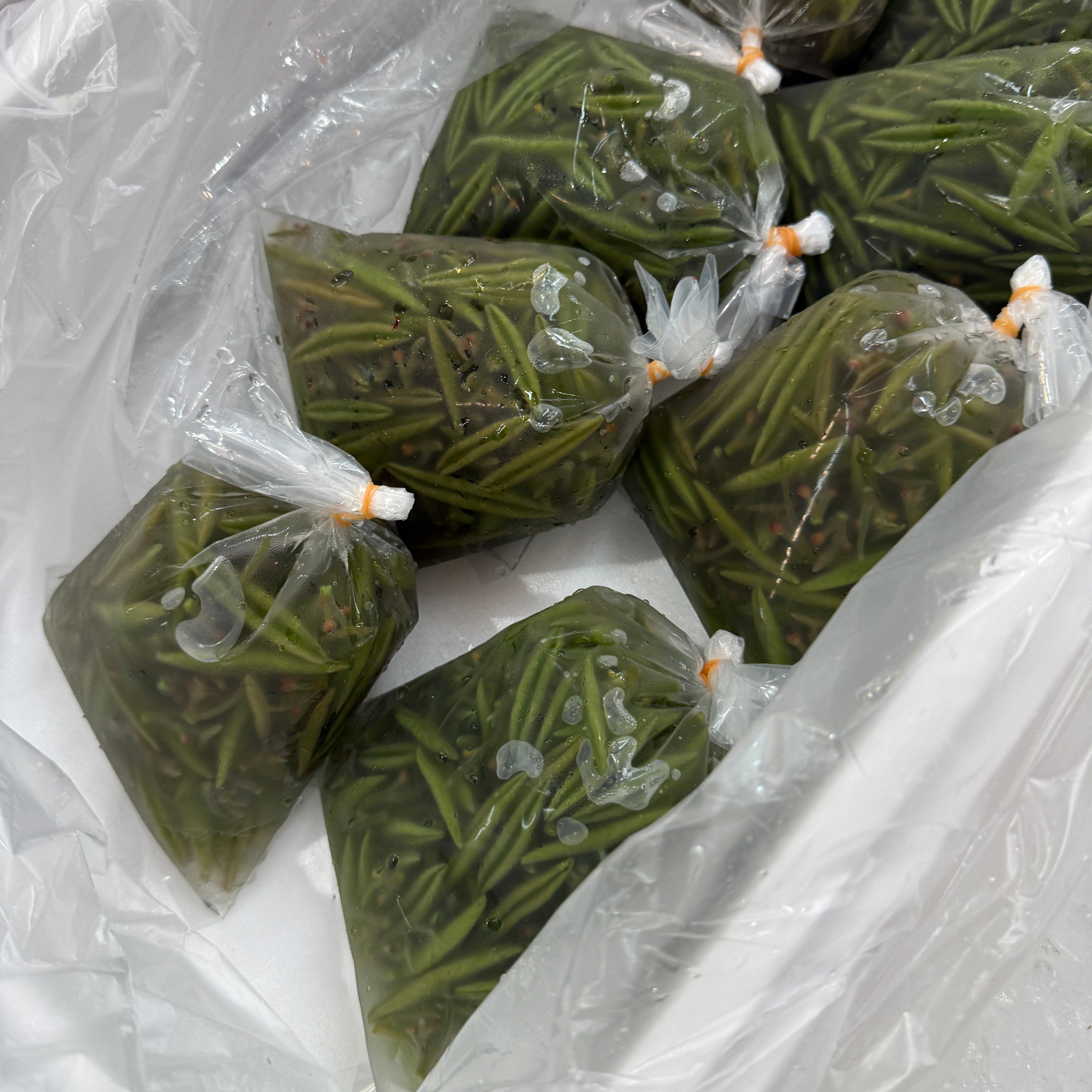 初夏の味覚】秋田県産 希少な大粒じゅんさい – 豊洲Okawari鮮魚店