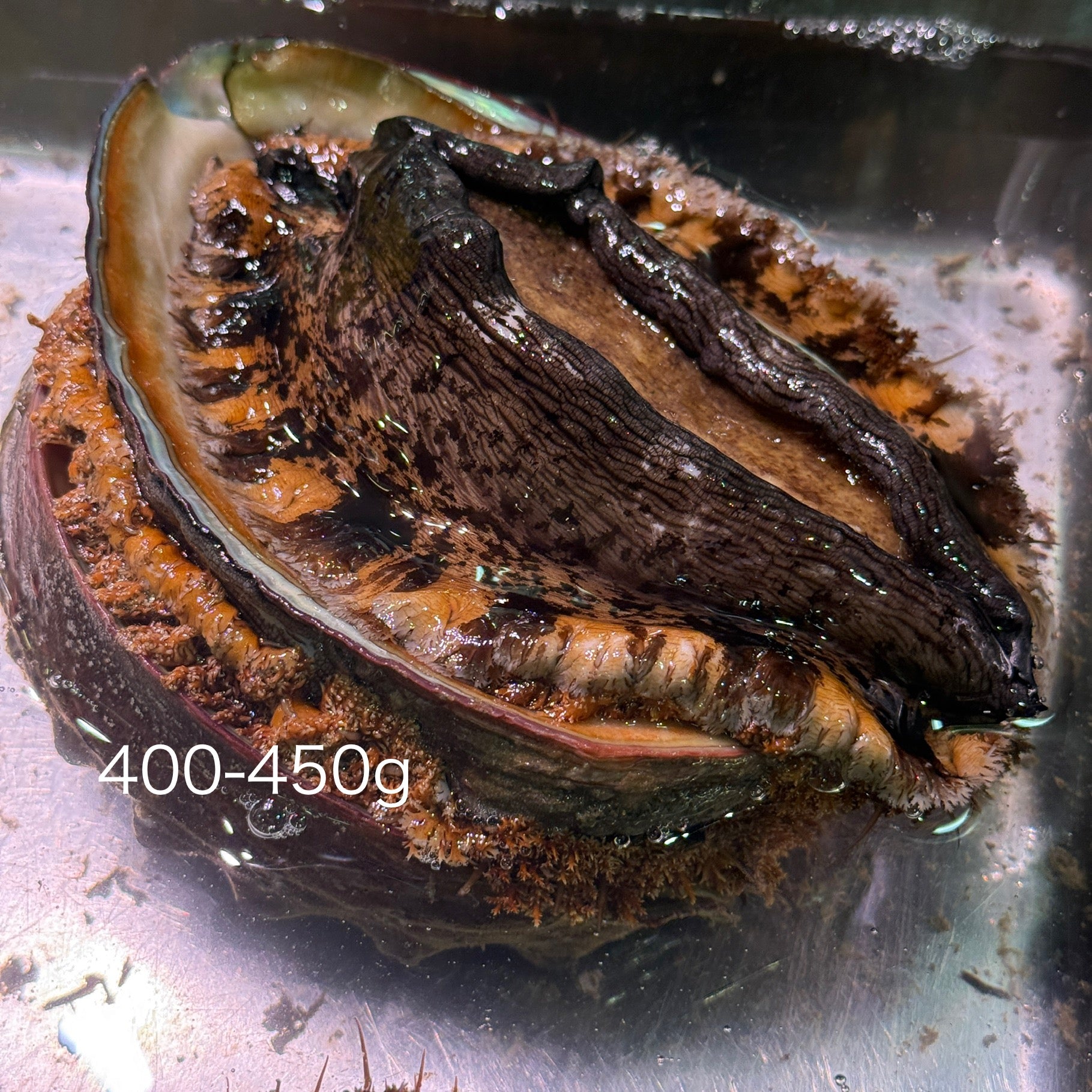 国産 特選 天然黒鮑（クロアワビ）1個 [200g-600g up] – 豊洲Okawari鮮魚店