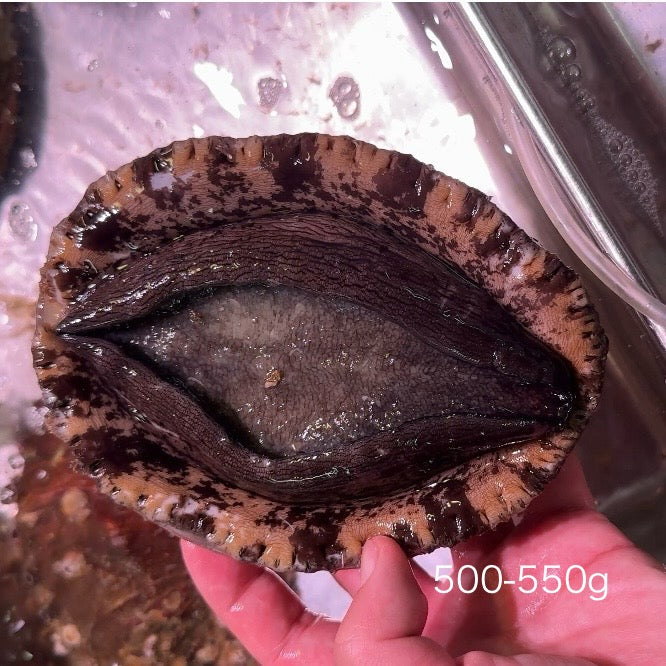 国産 特選 天然黒鮑（クロアワビ）1個 [200g-600g up] – 豊洲Okawari鮮魚店
