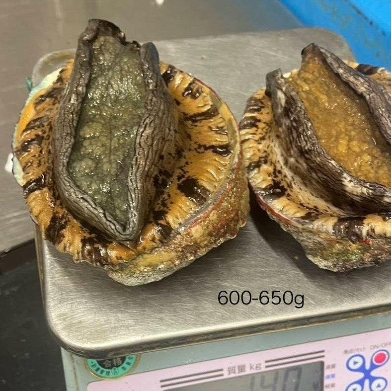 国産 特選 天然黒鮑（クロアワビ）1個 [200g-600g up] – 豊洲Okawari鮮魚店