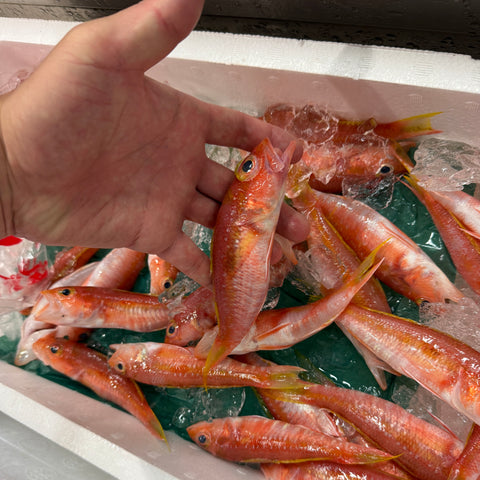 特選 ヒメコダイ 500g（1尾30-80g）愛知県・三重県など 釣りもの【姫子鯛500g】豊洲直送 冷蔵