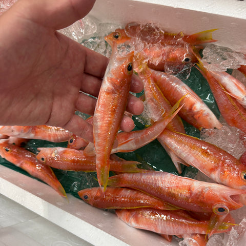 特選 ヒメコダイ 500g（1尾30-80g）愛知県・三重県など 釣りもの【姫子鯛500g】豊洲直送 冷蔵