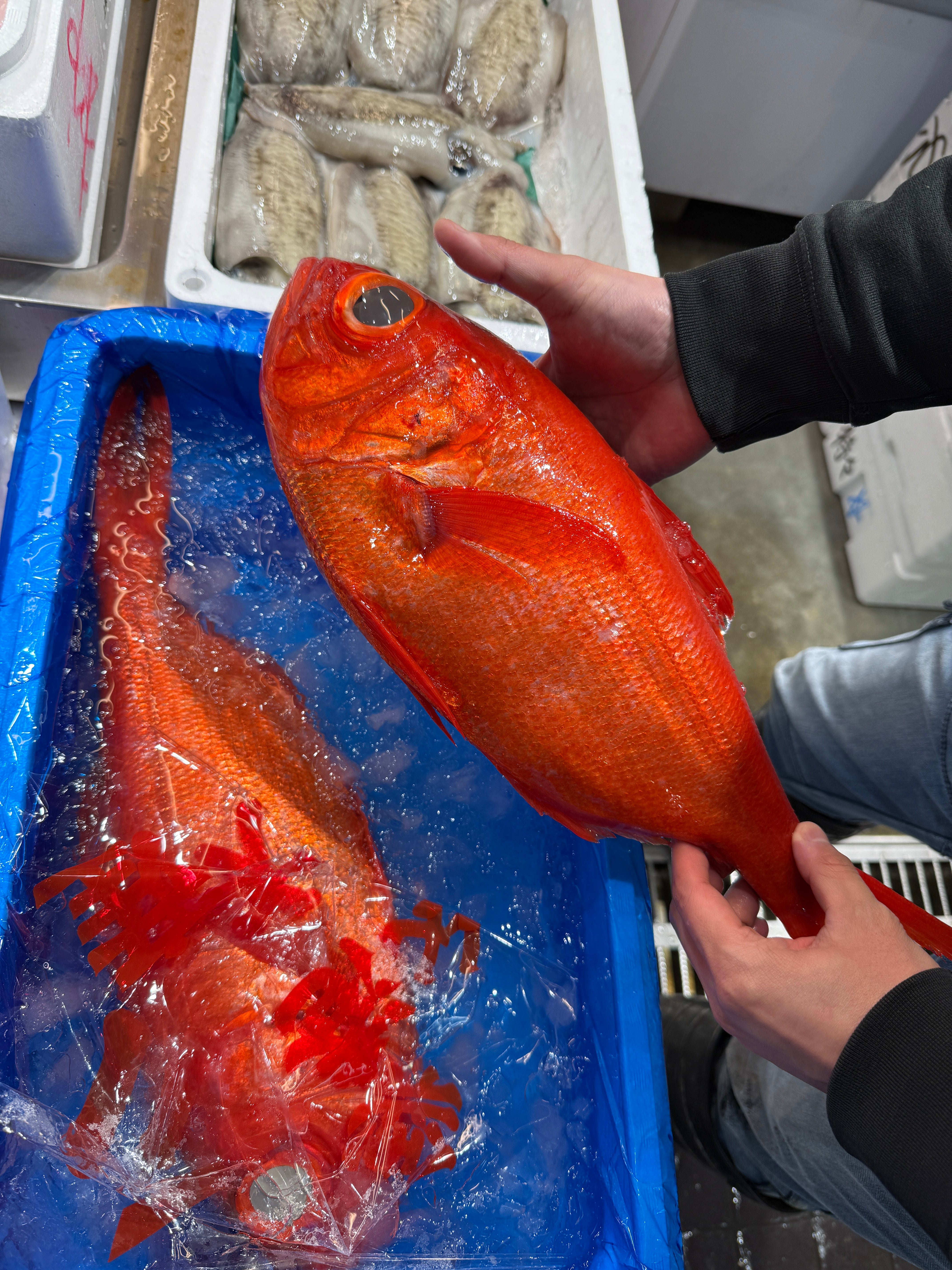 最高級 金目鯛 千葉産 地金目 1尾1~1.3kg 【千葉産キンメダイ1-1.3K】 冷蔵