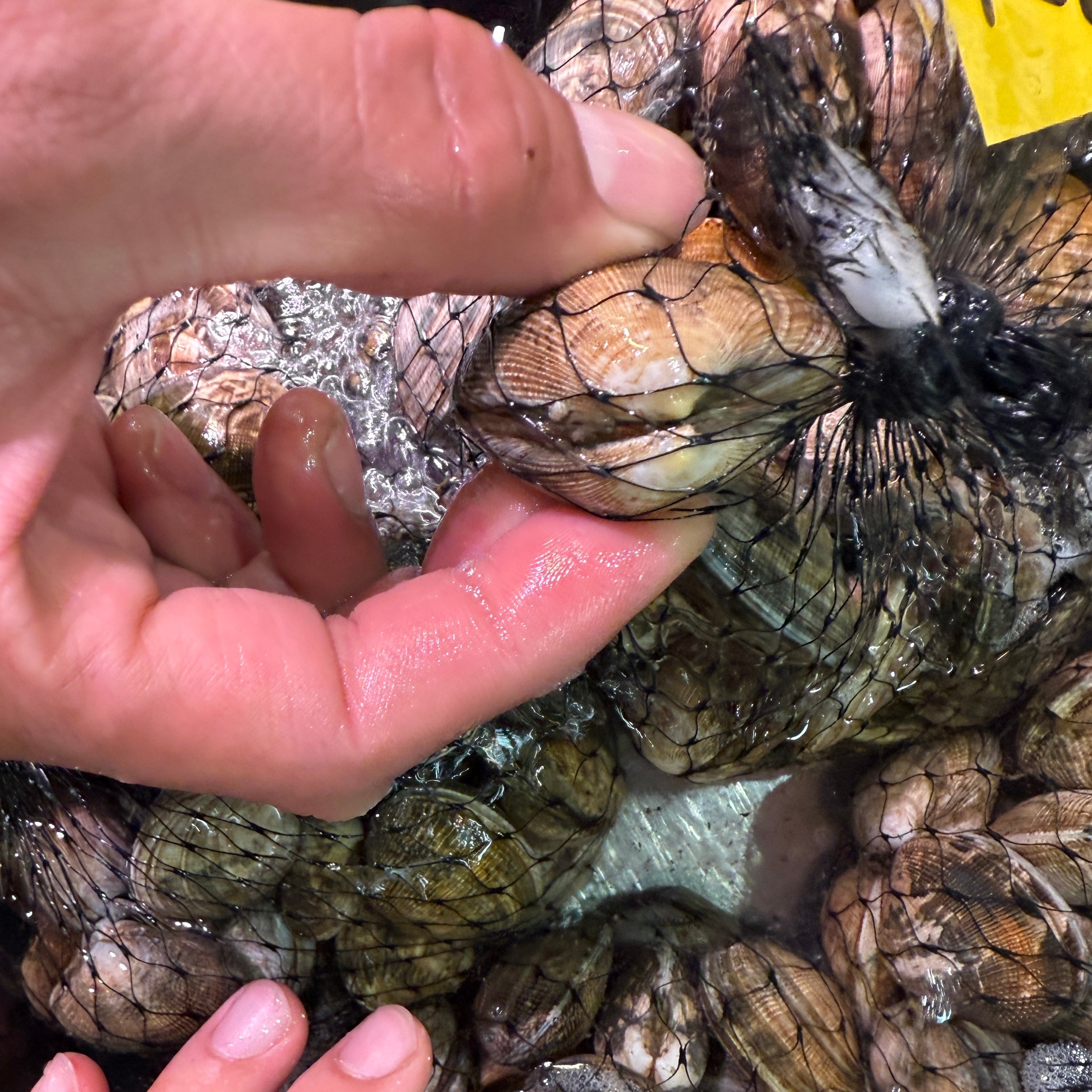 春黄金 垂下式アサリ 1kg 砂抜き不要 愛知県渥美産 冷蔵 | 豊洲Okawari
