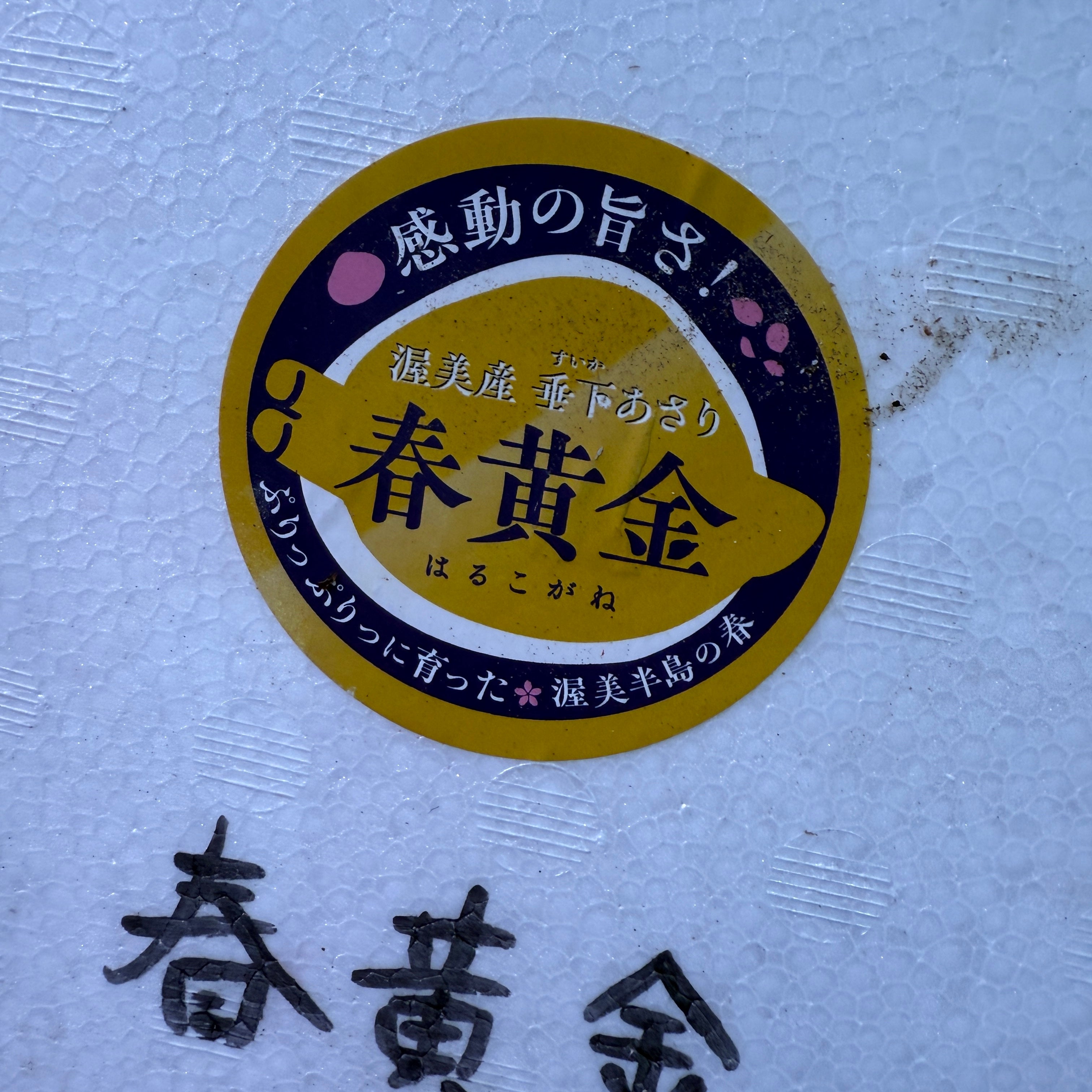春黄金 垂下式アサリ 1kg 砂抜き不要 愛知県渥美産 冷蔵 | 豊洲Okawari