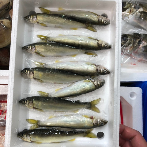 稚鮎10尾入 琵琶湖産 養殖チアユ【琵琶湖-養殖チアユ10尾】冷蔵 豊洲直送