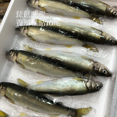 稚鮎10尾入 琵琶湖産 養殖チアユ【琵琶湖-養殖チアユ10尾】冷蔵 豊洲直送