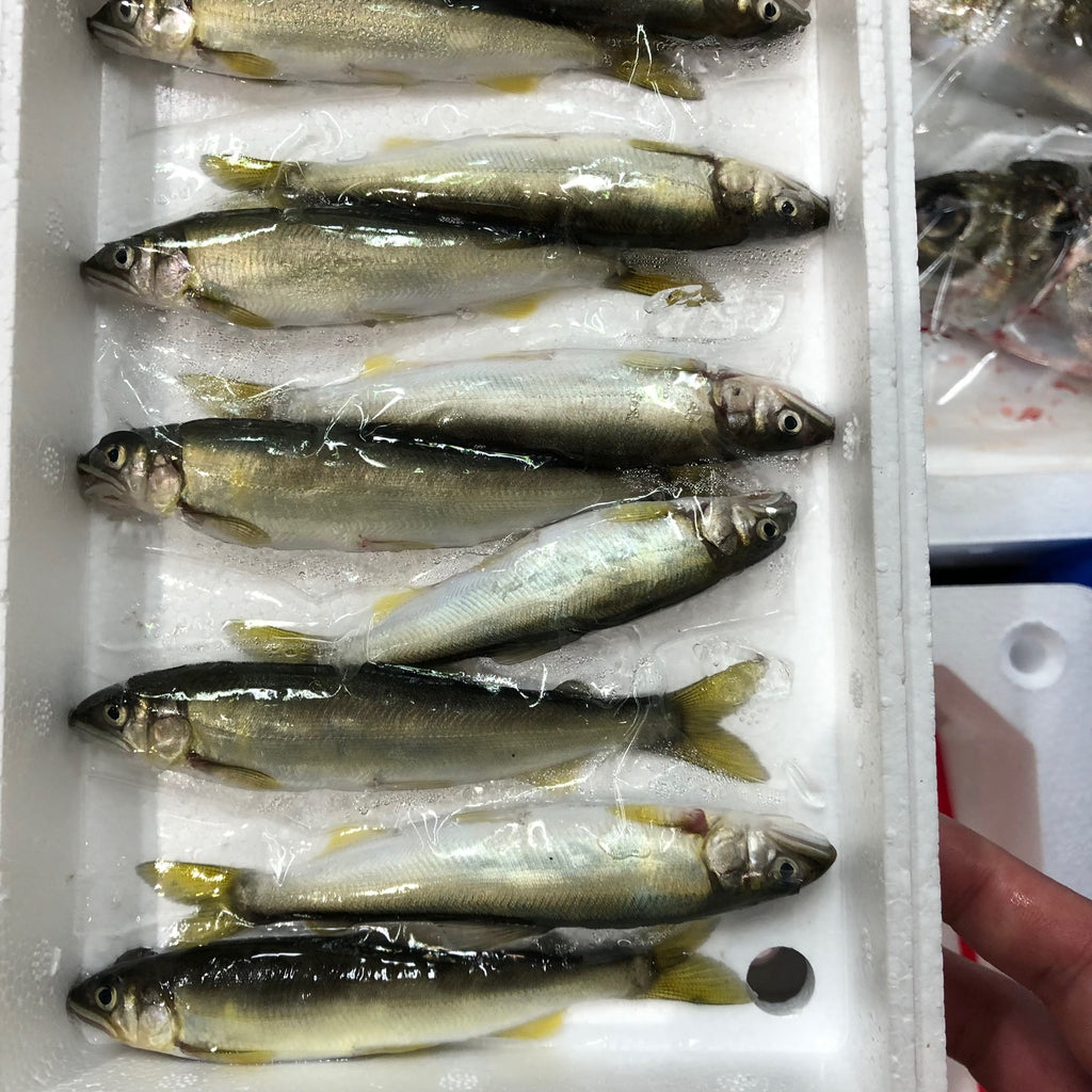 稚鮎10尾入 琵琶湖産 養殖チアユ【琵琶湖-養殖チアユ10尾】冷蔵 豊洲直送 – 豊洲おかわり鮮魚店