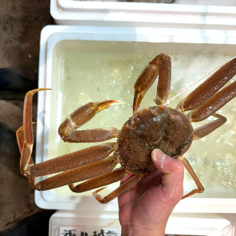 活ズワイガニ（本ズワイガニ） 山形県由良産 １杯400g/500gサイズ【由良産活ズワイ】冷蔵 豊洲直送