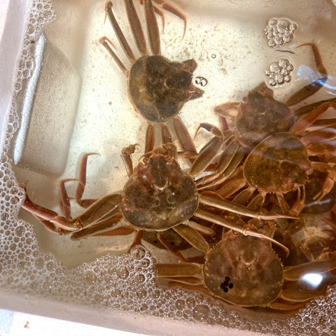 活セコガニ（正規品）兵庫県浜坂産 計5杯（1杯160g）中大サイズ/Lサイズ【香箱ガニ160g x 5】冷蔵 豊洲直送