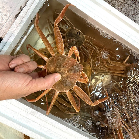 活セコガニ（正規品）兵庫県浜坂産 計5杯（1杯160g）中大サイズ/Lサイズ【香箱ガニ160g x 5】冷蔵 豊洲直送