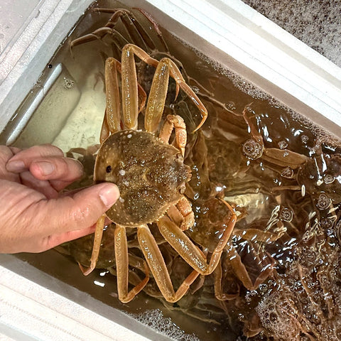 活セコガニ（正規品）兵庫県浜坂産 計5杯（1杯160g）中大サイズ/Lサイズ【香箱ガニ160g x 5】冷蔵 豊洲直送