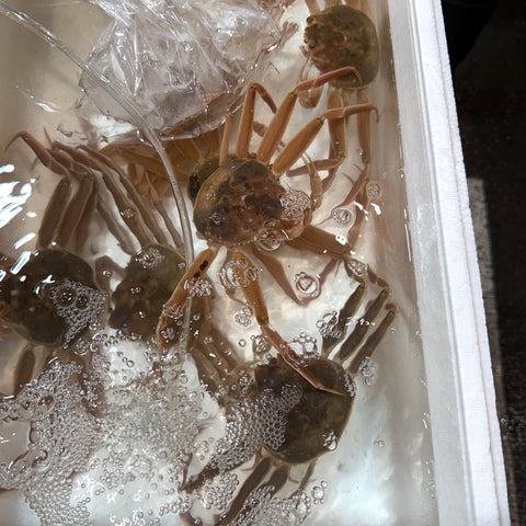 【お得セット】活セコガニ 日本海（島根・鳥取・兵庫など）脚折れ・不揃い 4杯セット【お得セコガニｘ4杯】冷蔵 豊洲直送