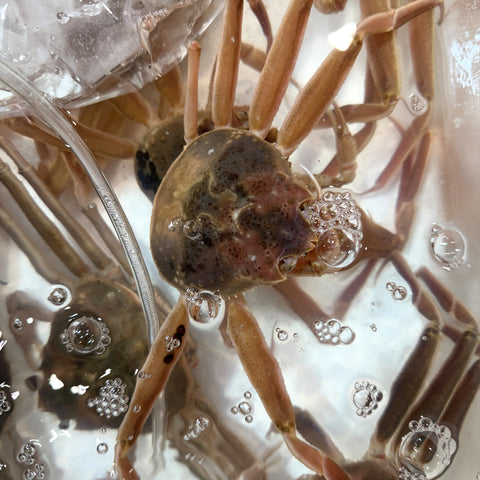 【お得セット】活セコガニ 日本海（島根・鳥取・兵庫など）脚折れ・不揃い 4杯セット【お得セコガニｘ4杯】冷蔵 豊洲直送