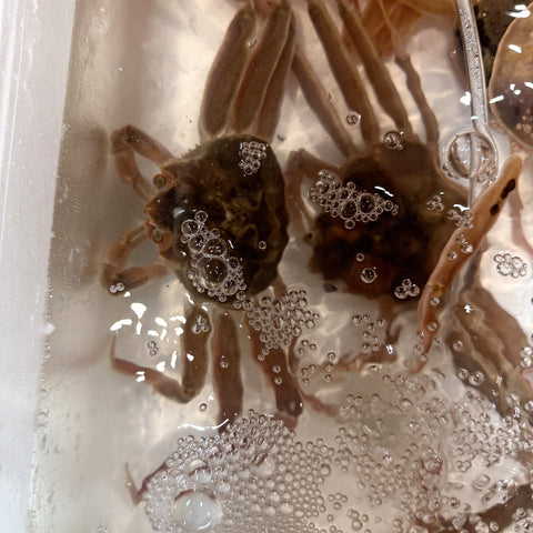 【お得セット】活セコガニ 日本海（島根・鳥取・兵庫など）脚折れ・不揃い 4杯セット【お得セコガニｘ4杯】冷蔵 豊洲直送