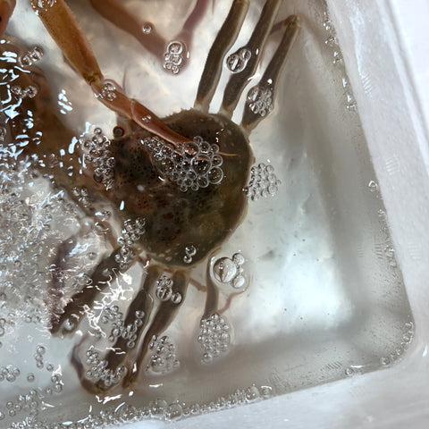 【お得セット】活セコガニ 日本海（島根・鳥取・兵庫など）脚折れ・不揃い 4杯セット【お得セコガニｘ4杯】冷蔵 豊洲直送