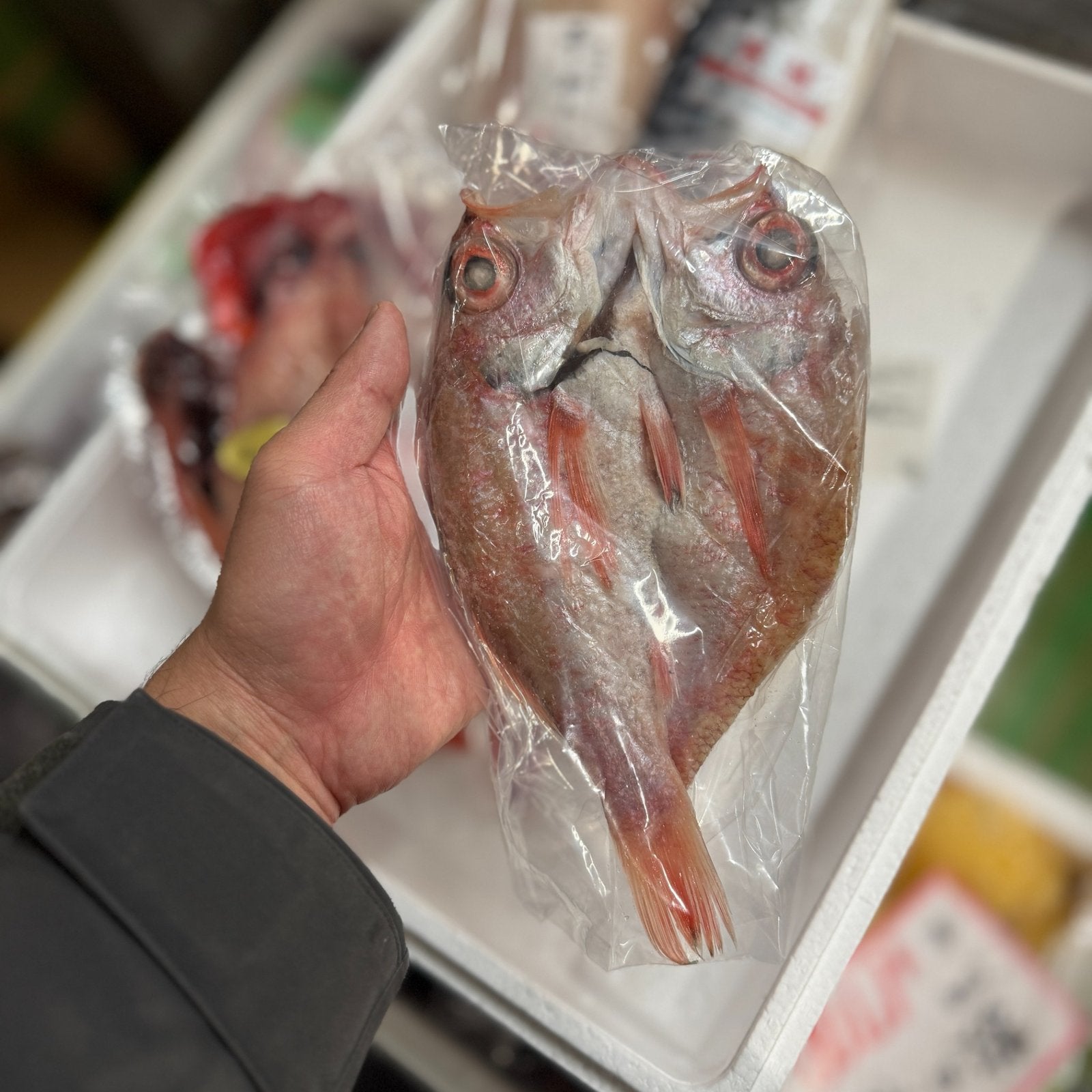 豊洲の高級干物 日本一詰め合わせ干物セット[特大のどぐろ・特大キンキ・特大金目鯛・サバ・干しカレイ］贈答用 ギフト【日本一干物セット】 冷凍