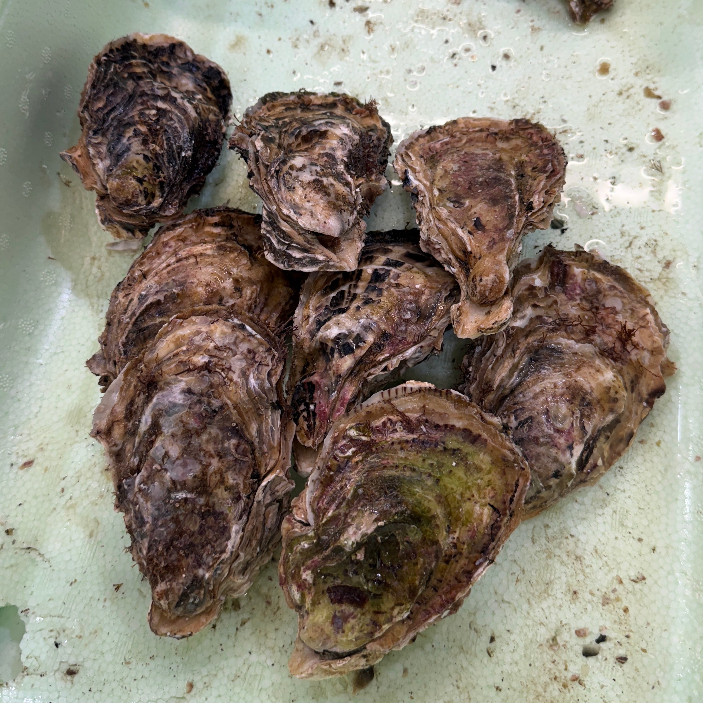 三陸産 殻付き真牡蠣 生食用 豊洲市場厳選 身入り重視 5個/10個/20個入り（1個/150-200g） 【三陸牡蠣150-200g】 冷蔵