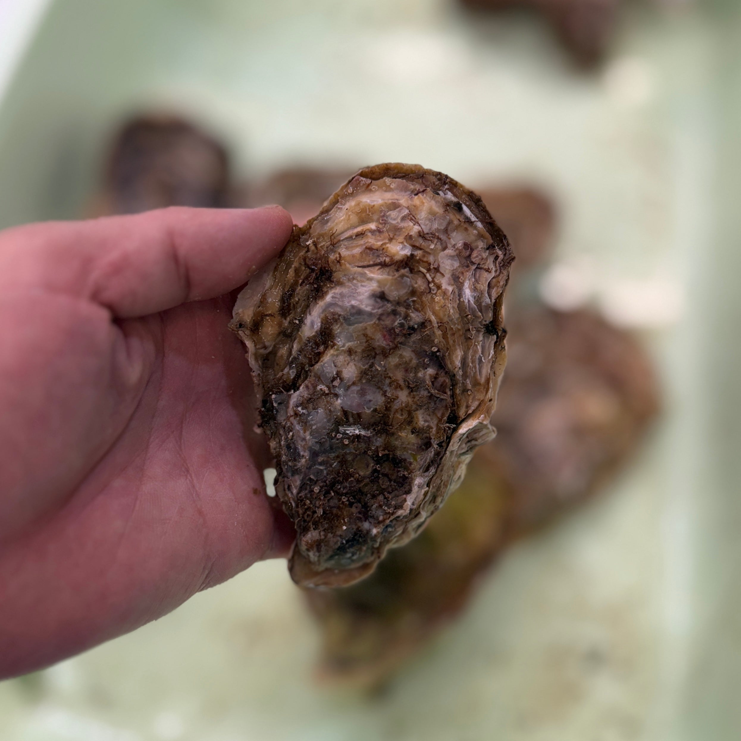 三陸産 殻付き真牡蠣 生食用 豊洲市場厳選 身入り重視 5個/10個/20個入り（1個/150-200g） 【三陸牡蠣150-200g】 冷蔵