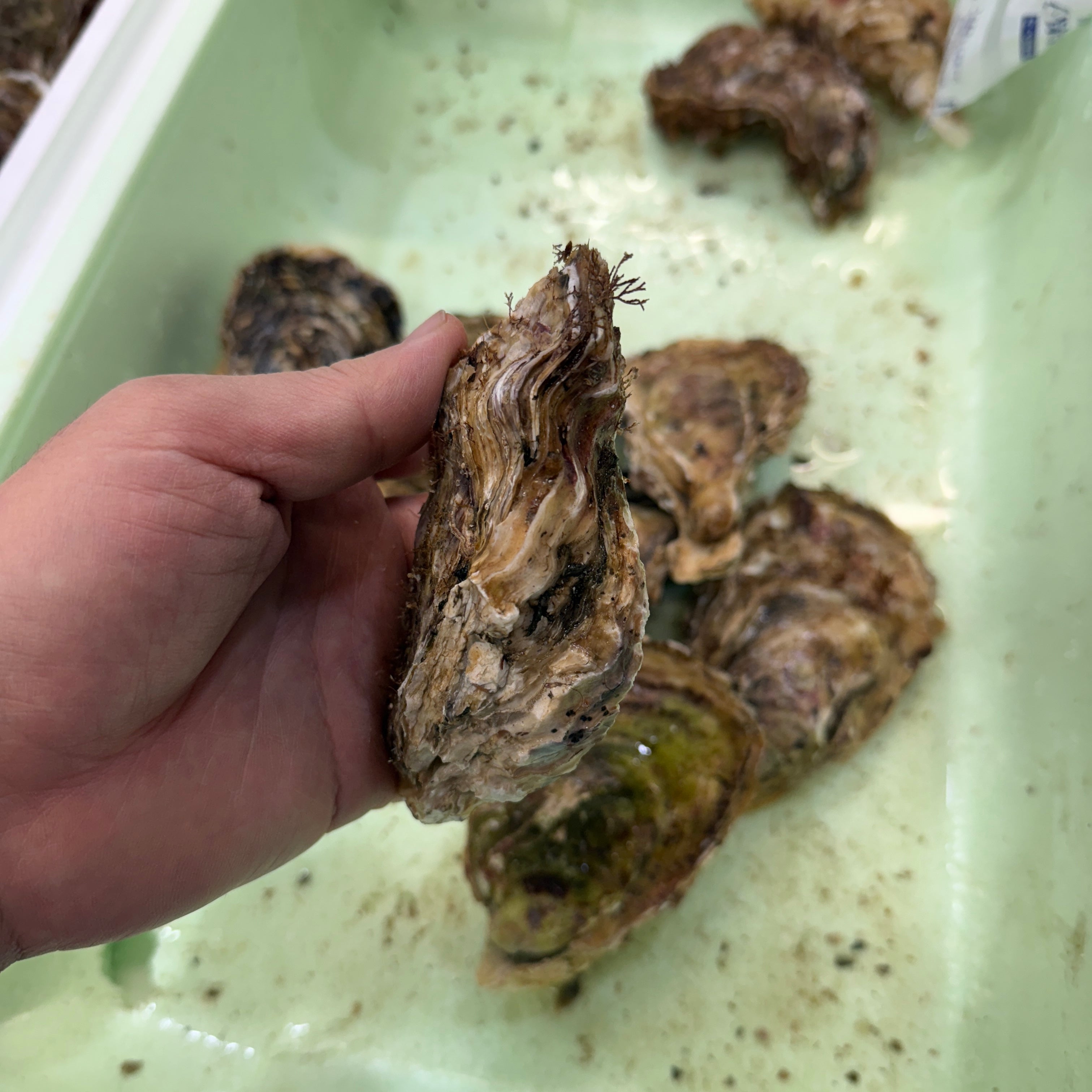 三陸産 殻付き真牡蠣 生食用 豊洲市場厳選 身入り重視 5個/10個/20個入り（1個/150-200g） 【三陸牡蠣150-200g】 冷蔵