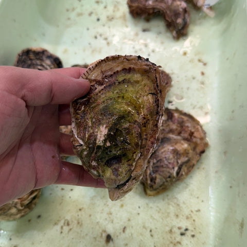 三陸産 殻付き真牡蠣 生食用 豊洲市場厳選 身入り重視 5個/10個/20個入り（1個/150-200g） 【三陸牡蠣150-200g】 冷蔵